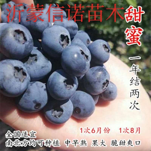 平邑县 蓝莓苗 绿宝石 克莱西 薄雾 奥尼尔 兔眼 鲜活带土发货