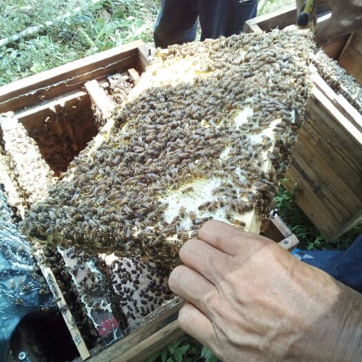 翁源县 自产自销纯正百花蜜