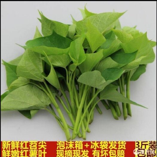 翼城县 红薯叶  红苕尖  现摘现发  3斤起售  量大优惠