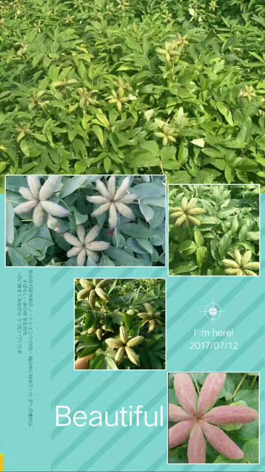 亳州牡丹种子  牡丹角，牡丹苗，牡丹籽基地现货供应中下单成功基地直发