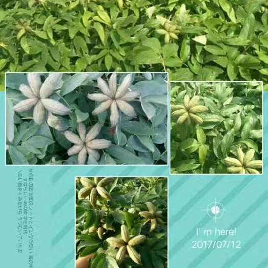牡丹种子  牡丹角，牡丹苗，牡丹籽基地现货供应中下单成功基地