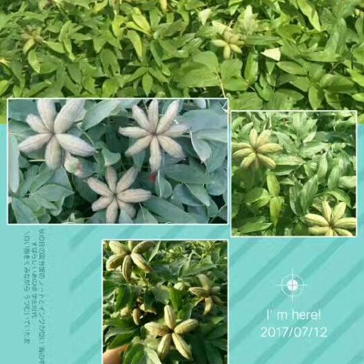 亳州牡丹种子  牡丹角，牡丹苗，牡丹籽基地现货供应中下单成功基地