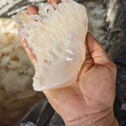 北海广西北海海蜇 海产品，自产自销，绿色食品，诚信合作，有量带价