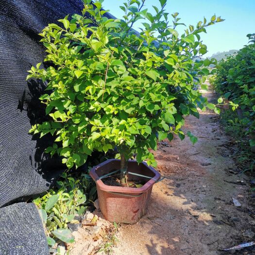 漳州紫花三角梅 0.5~1.0米