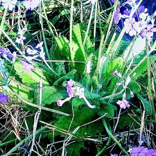 大姚县云南柳 云南云花