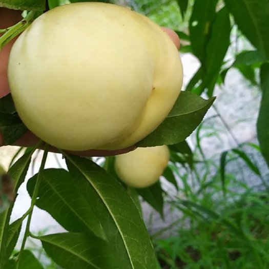 菏泽白如玉 个大，脆甜，耐运输