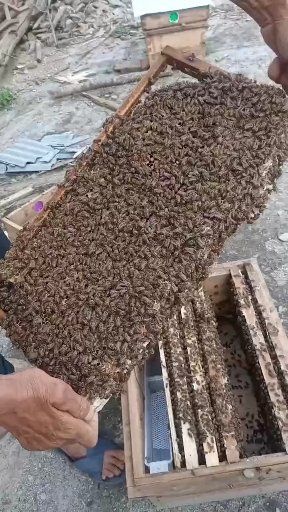 南昌中华蜜蜂  中蜂出售