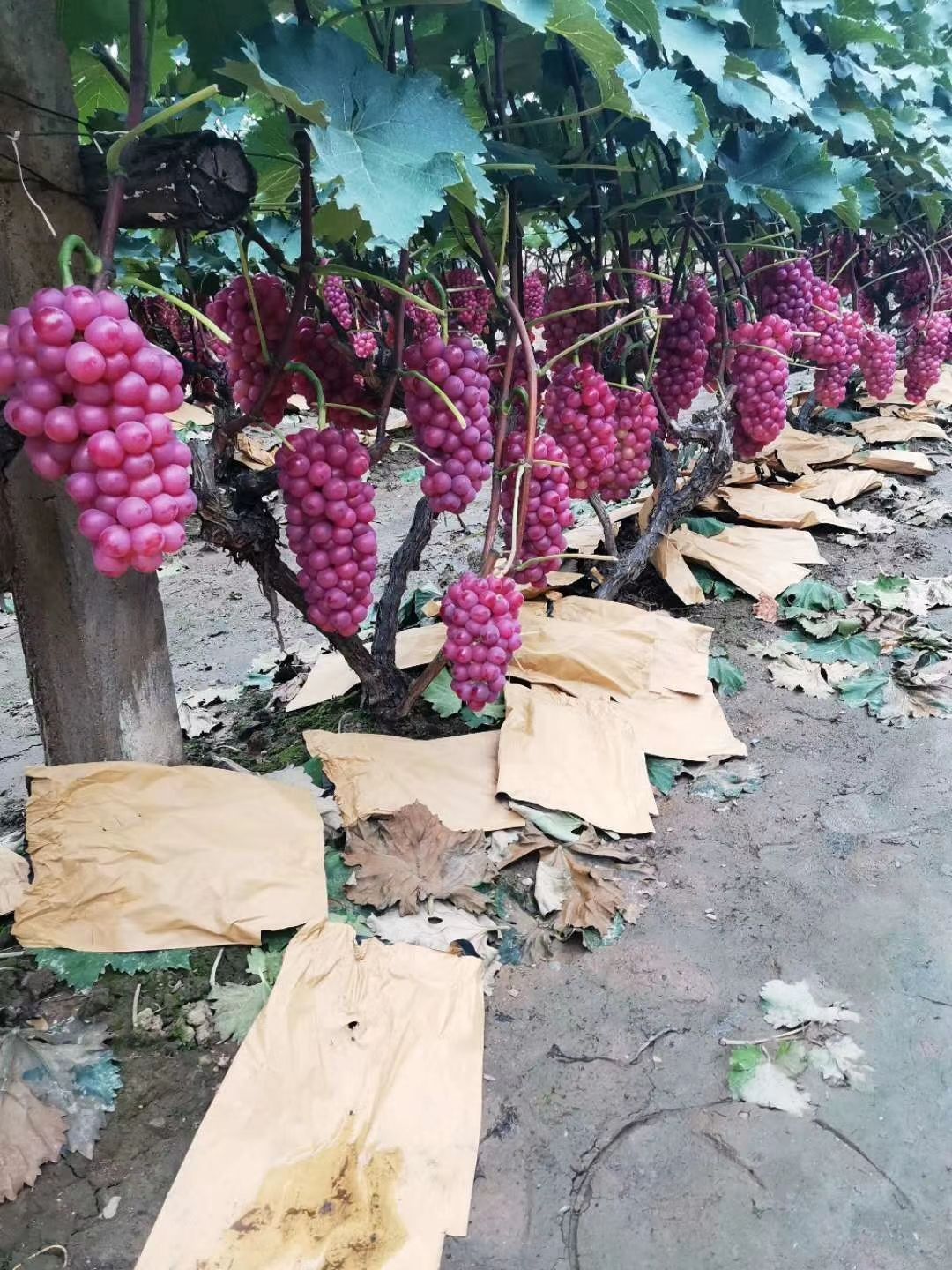  巨峰葡萄颗粒大口感好