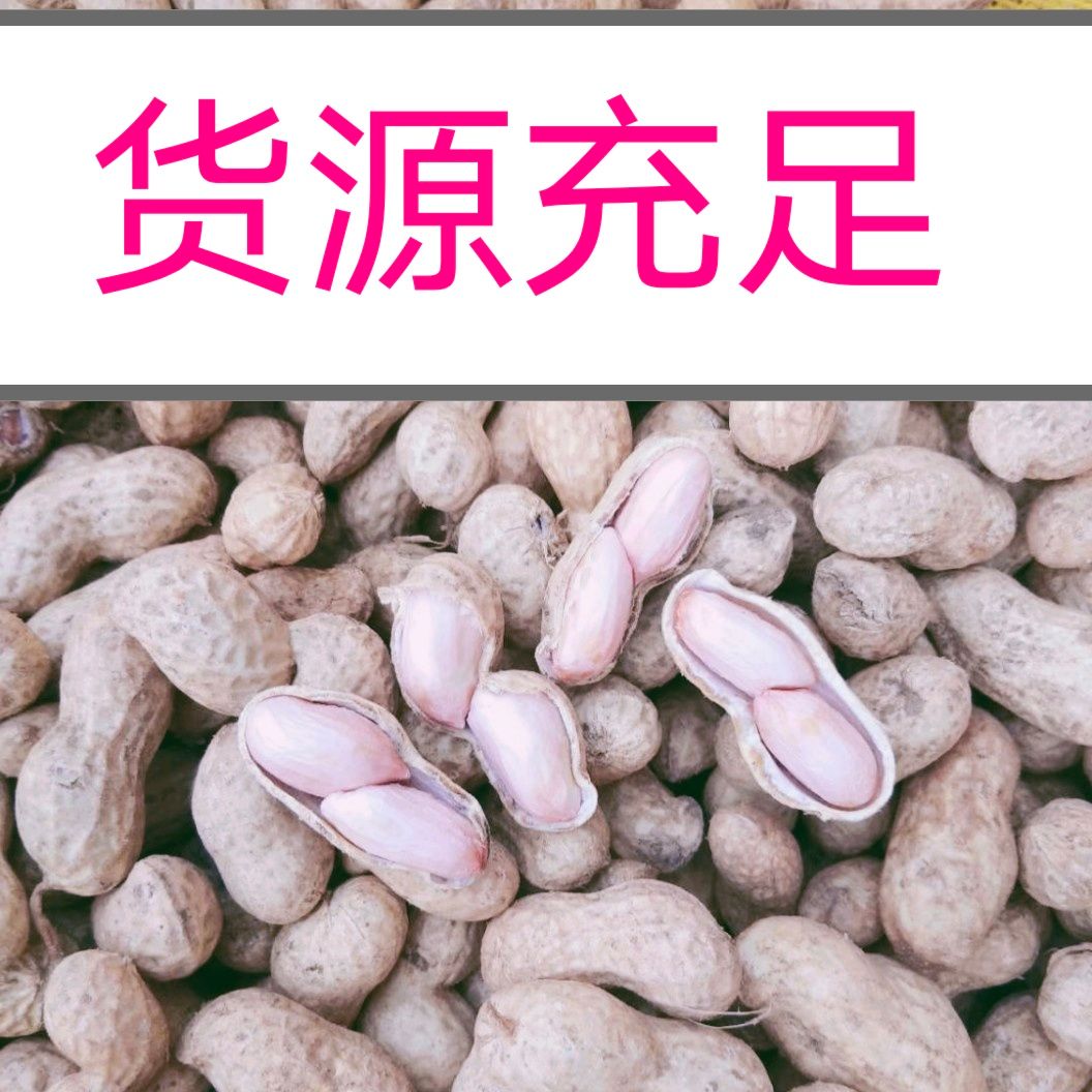  江苏徐州，白皮，大白沙系列鲜货带壳花生货源充足人工筛选精品果