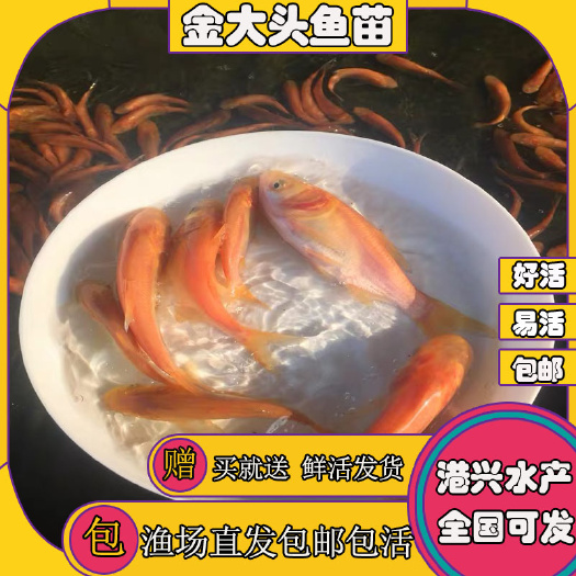 清远[优质品种]瘦身养殖金大头鱼苗 好养快活 基地直供