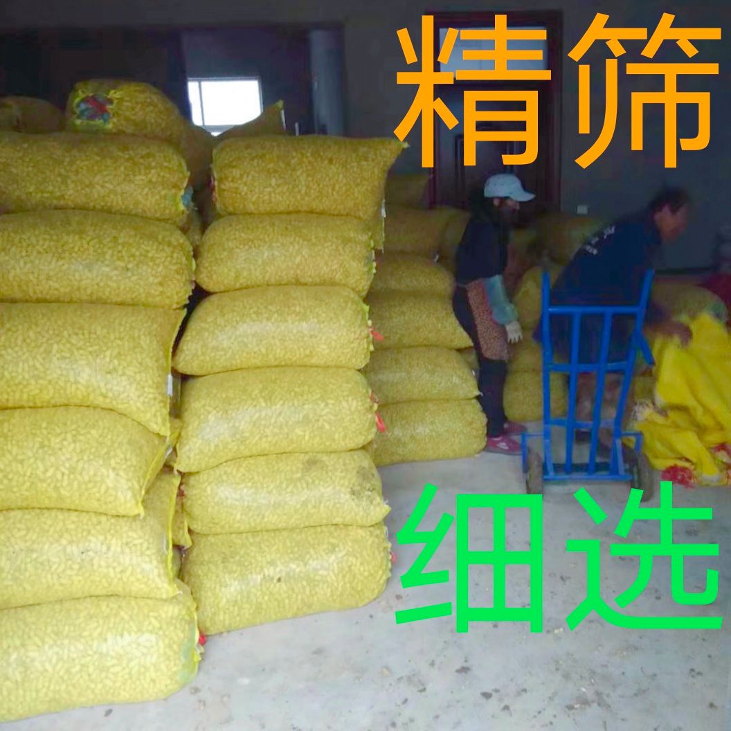  刚出土新鲜白皮大白沙系列鲜花生保证质量人工筛选精品果量大从优