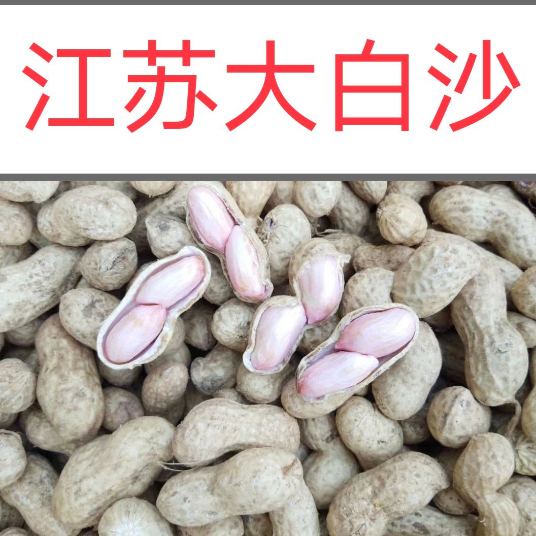  江苏徐州，白皮，大白沙系列鲜货带壳花生货源充足人工筛选精品果