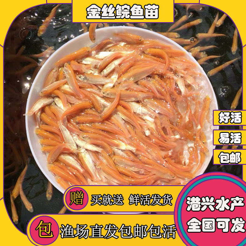[优质品种]俄罗斯金草鱼苗 金丝草鱼苗 淡水活体鱼苗批发