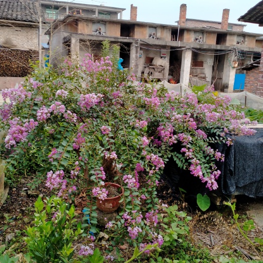 乐安县多花紫藤 紫微老桩，紫微千年老桩是家庭庭院，园林，绿化城市的树种，