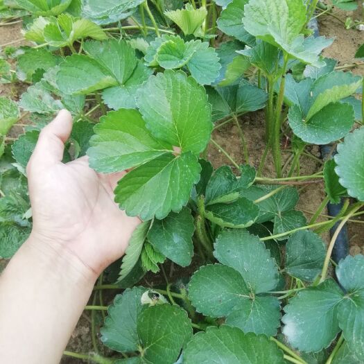 泰安 美十三草莓苗，批发价出售，现挖现卖