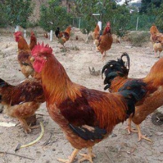 南宁 金陵花鸡苗  快大型肉鸡苗  公苗