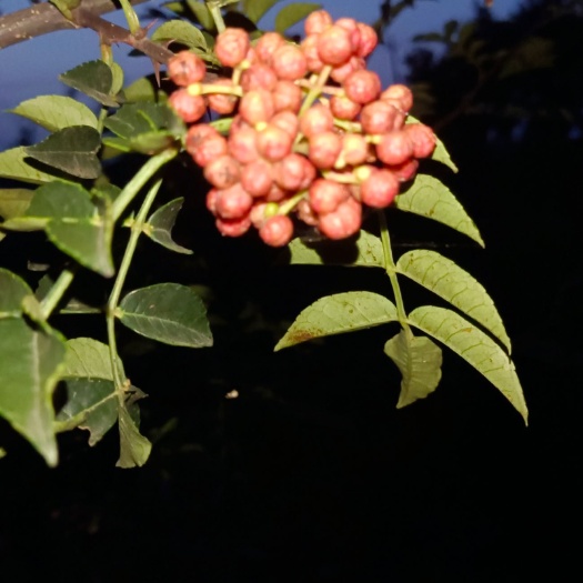 富平县 新鲜花椒，有需要需要湿花椒吗，