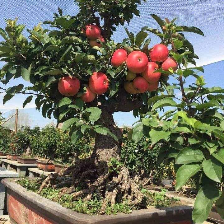 平邑县苹果盆栽 盆栽苹果盆景，各种规格品种苹果苗，基地直销，价格从优