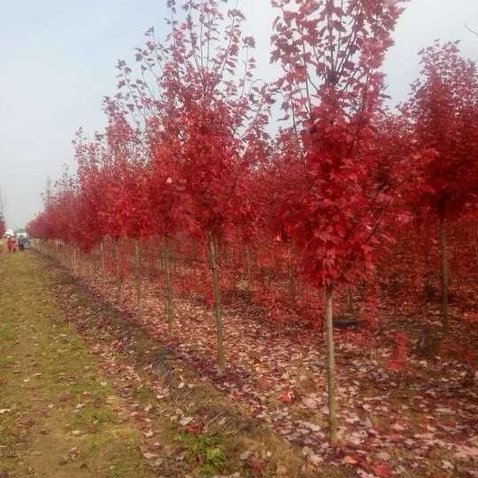 沭阳县 批发供应红冠红枫，美国红枫小苗，工程苗