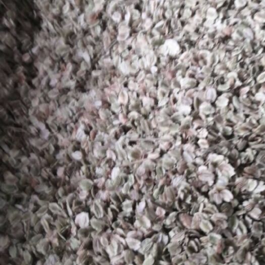 安国市白芷种子 新产优质白芷籽