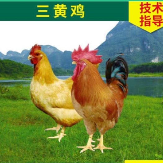 南宁 大三黄鸡苗 三黄土三鸡苗  柴鸡苗  母苗