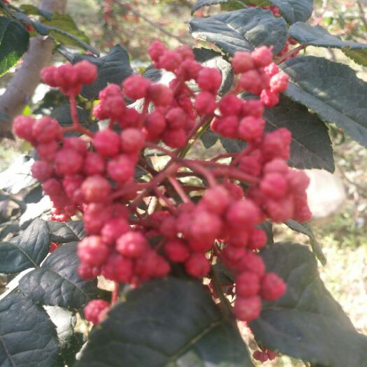 清水县 花椒，大红袍，狮子头，货源充足，
