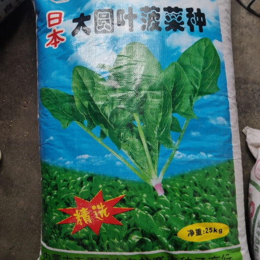 夏邑县大叶菠菜种子 原装正宗日本五原菠菜 抗热耐寒 驰名中外品种（教授推荐）