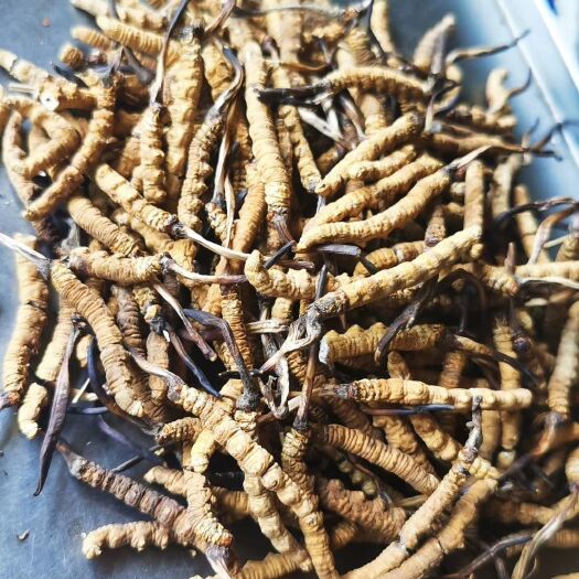 拉萨冬虫夏草 给家人吃，超级划算的断草