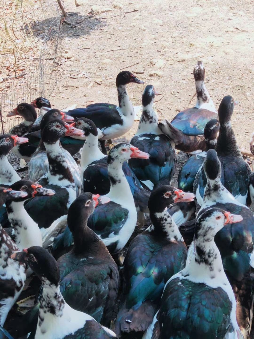 黑番鸭公1600个平均8.5斤左右