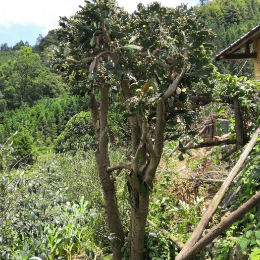 桂林 百年仙人掌