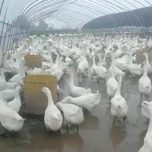 睢宁县 三花鹅肉鹅