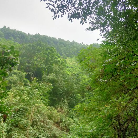 周至县 五味子，秦岭大山深山老林里面的货，营养价值高，纯深山的，