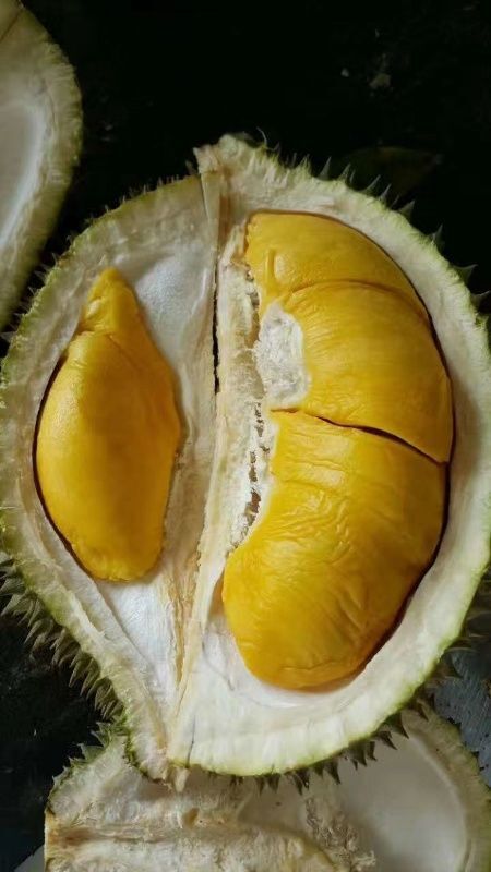 天津 马来西亚猫山王榴莲D197A寻经销商合作