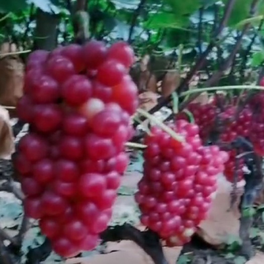 鲁山县 巨峰葡萄大量上市，颗粒大，串串漂亮迷人，