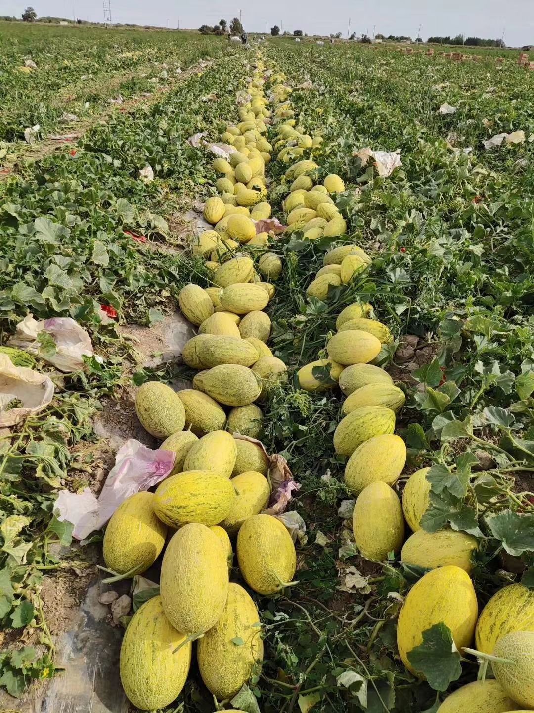 [八六王哈密瓜批发]黄86哈密瓜 5斤以上价格1.7元/斤 - 惠农网