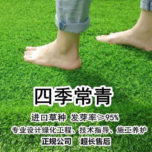 宿迁 草坪种子四季常青护坡高羊茅狗牙根马尼拉种子庭院绿化百慕大籽种