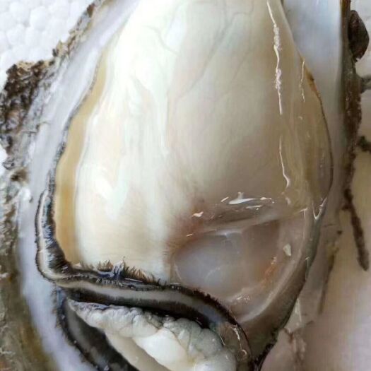 湛江湛江牡蛎 大蚝一斤2个左右 场地直销 全国可发货 量大从优 可在线交易