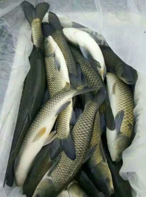  大量供应鱼苗鲫鱼鳊鱼草鱼花白鲢乌青黄颡鱼桂鱼黑鱼回鱼鲈鱼鲤鱼
