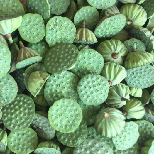 益阳 莲蓬