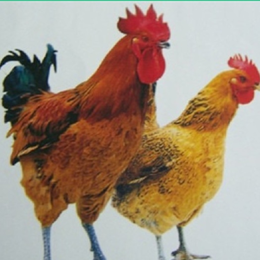 南宁 铁脚麻鸡苗 快大肉鸡苗 青脚麻鸡苗 公苗