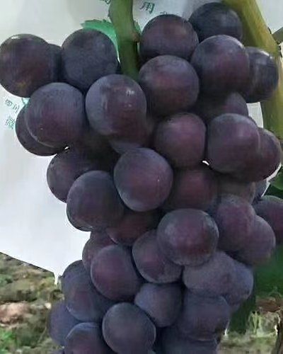 威县夏黑葡萄 夏黑已大量上市    串大型好     颗粒大   口感倍甜