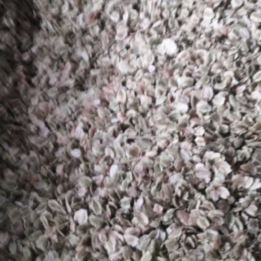 安国市白芷种子 新产优质中药材种子白芷籽