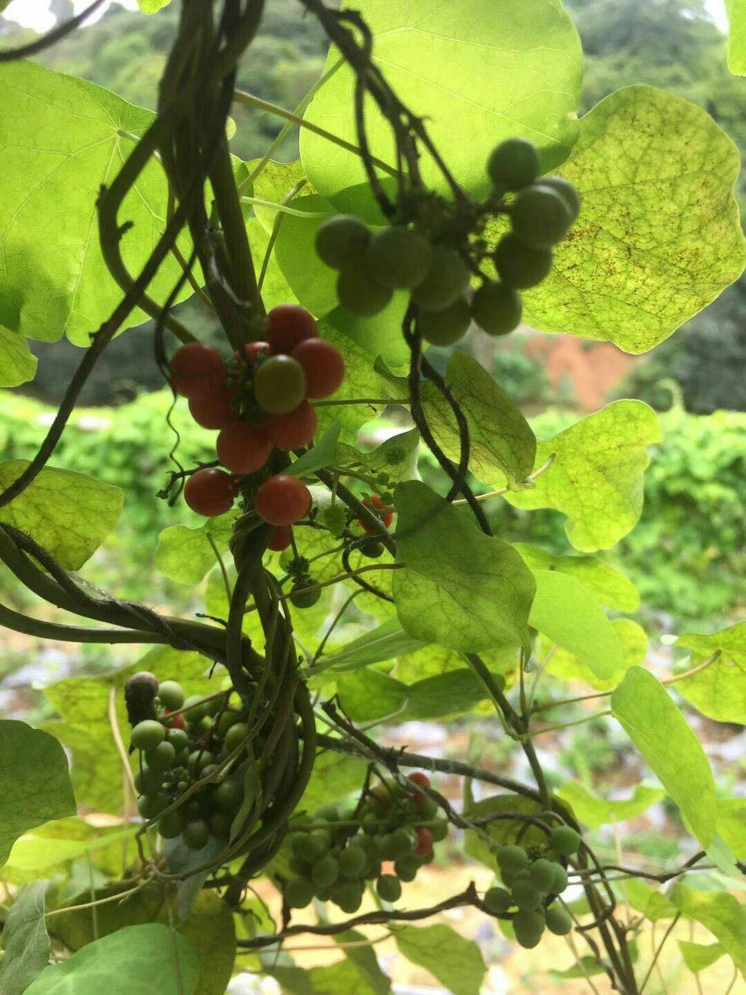 江西省赣州市粉防己种子