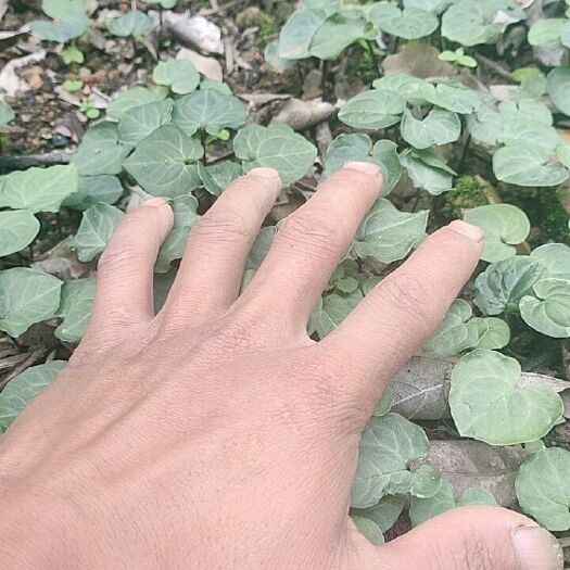 景东县人参 货好不多，黑人生