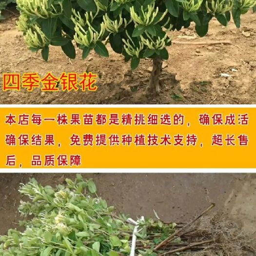 平邑县四季金银花苗 四季金银花北华一号高产品种纯正南北方种植
