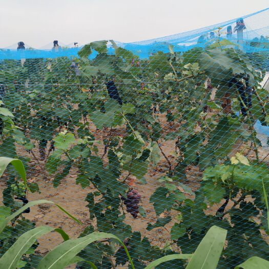 广宗县 维多利亚葡萄，巨锋葡萄，夏黑葡萄，大量上市中，