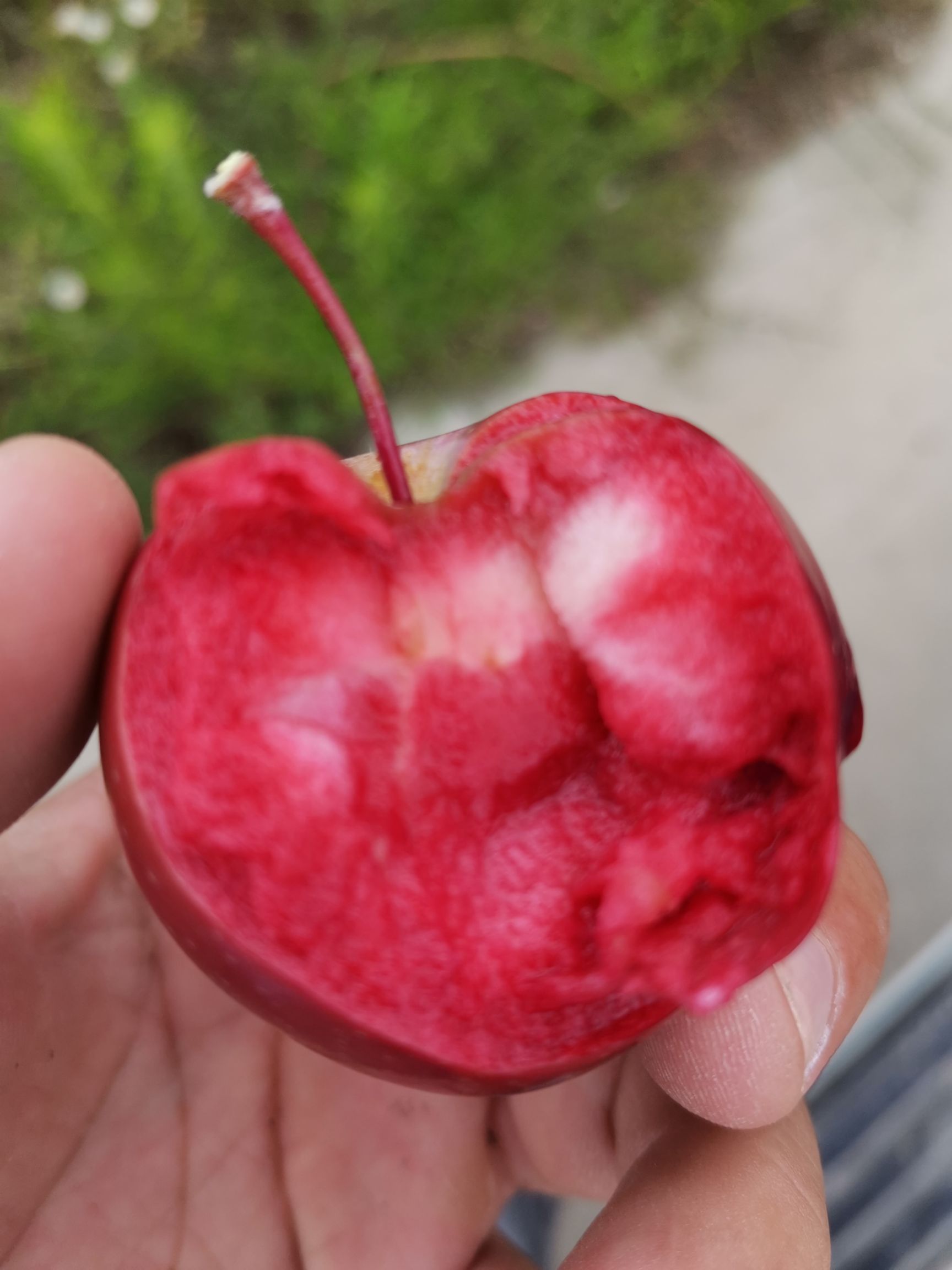 红肉苹果树苗 红肉苹果，盆栽盆景，地苗，基地直销价格优惠