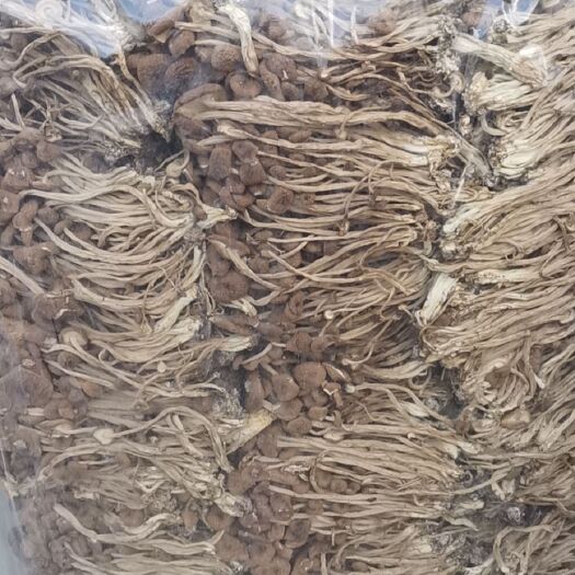 广昌县广昌3号茶树菇  极香极亮的广昌茶树菇
