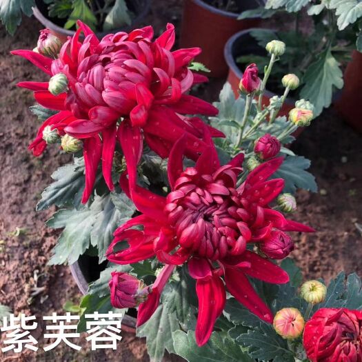 宿迁 菊花苗包邮大菊花盆栽室内外庭院阳台花卉绿植物四季开花菊花苗
