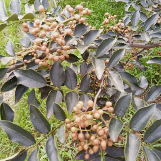 白水县 花椒